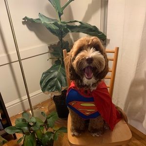 Meet your Posher, Francis